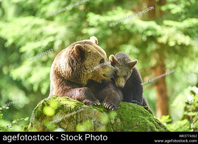 Brown bear, Ursus arctos, and bear cub, Bavarian Forest National Park, Bavaria, Germany, Europe