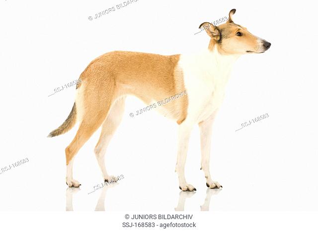 Smooth Collie, adult standing. Studio picture against a white background