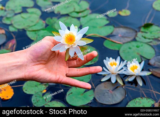 Closeup of human hand holding white waterlily against lake filled with lotus flower in Northern Quebec in Canada