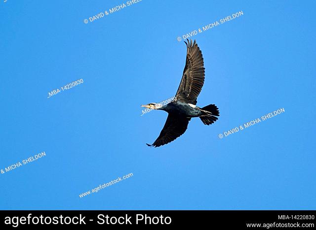 Flying cormorant (Phalacrocorax carbo), Bavaria, Germany
