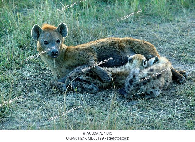 Spotted hyena, Crocuta crocuta, with two suckling cubs. Masai Mara National Reserve, Kenya, East Africa. (Photo by: Auscape/UIG)