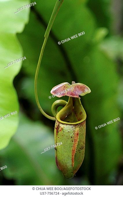 N bicalcarata-An endemic to Borneo, grow in swamp forest. Vines are thick and strong and capable of climbing up to 10cm on to forest canopy
