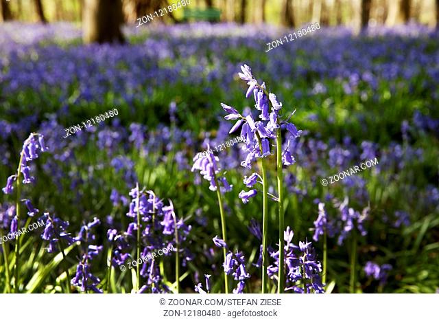 Wald der blauen Blumen, Hasengloeckchen (Hyacinthoides non-scripta), Hueckelhoven, Niederrhein, Nordrhein Westfalen, Deutschland, Europa