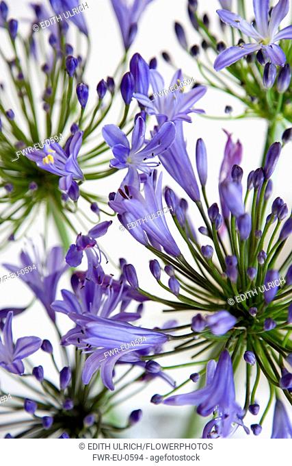 Agapanthus africanus, Blue purple flowers on an umbel shaped flowerhead forming a pattern against a white background