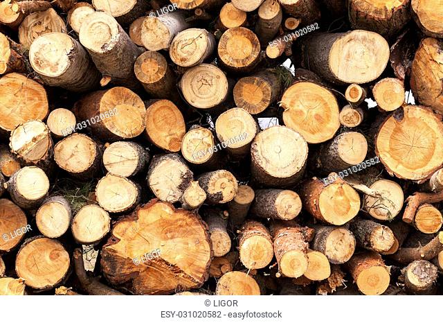 photographed close-up of the trunks of trees felled during harvesting of timber