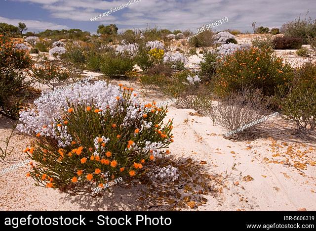 Sandy Kwongan Heath, with Eremaea brevifolia and Lambswool Bush (Lachnostachys eriobotrya), Alexander Morrison N. P. Western Australia