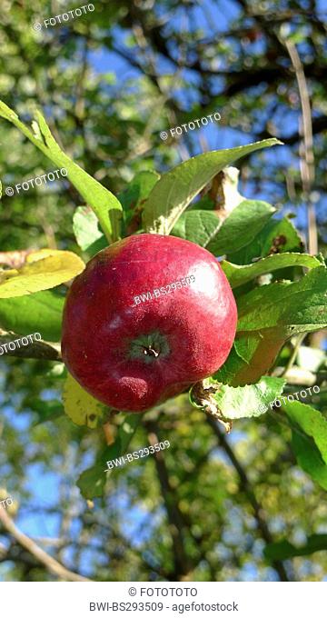 apple tree (Malus domestica), red apple on a tree, Germany