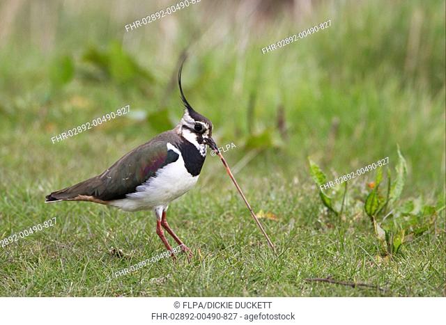 Northern Lapwing Vanellus vanellus adult female, feeding, pulling up earthworm from ground, Cley, Norfolk, England, april