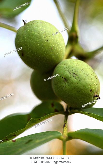 walnut (Juglans regia), immature fruit on tree