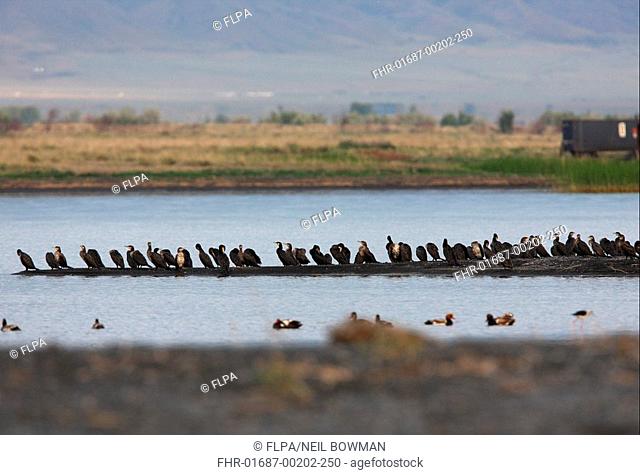 Great Cormorant Phalacrocorax carbo sinensis flock, roosting in wetland habitat, Lake Alakol, Kazakhstan, june