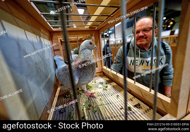 16 December 2023, North Rhine-Westphalia, Dortmund: A visitor looks at pigeons on display at the German Carrier Pigeon Exhibition at the Dortmund Exhibition...
