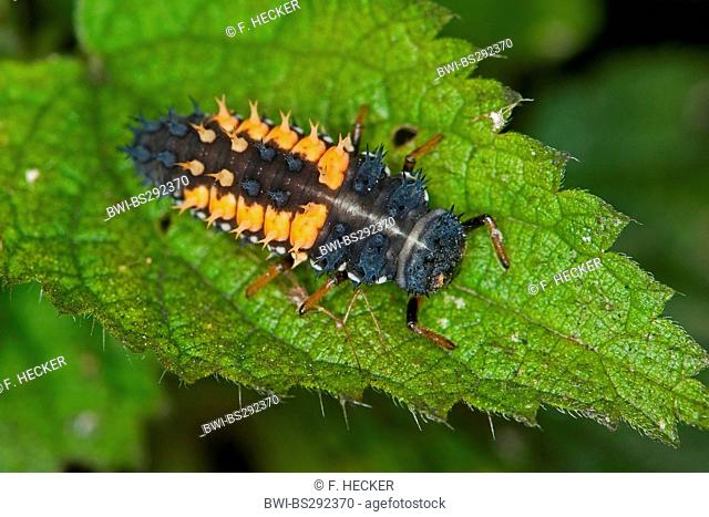multicoloured Asian beetle (Harmonia axyridis), larva on a leaf, Germany