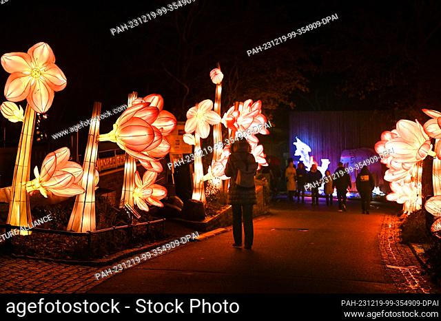 19 December 2023, Saxony-Anhalt, Halle (Saale): Giant glowing flowers stand along a path. At Bergzoo Halle, the Magical Worlds of Light whisk visitors away to...