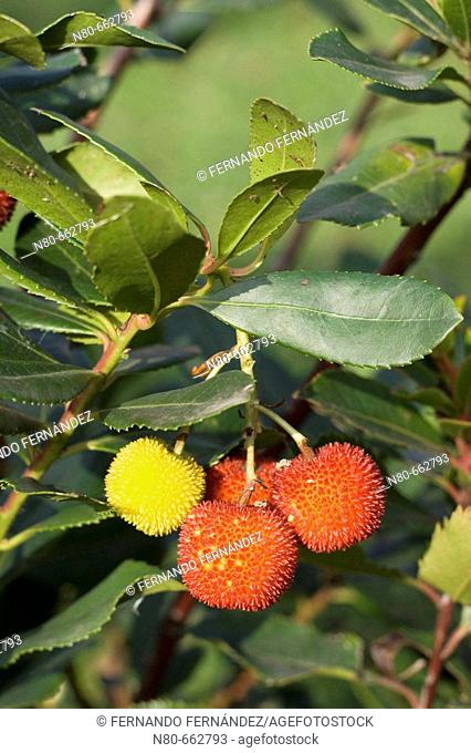 Strawberry tree (Arbutus unedo), fruits