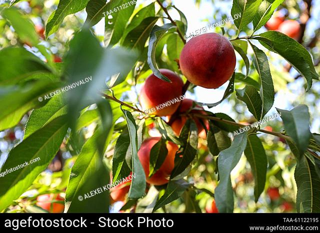 RUSSIA, KHERSON REGION - AUGUST 17, 2023: Peaches are seen on a tree branch in the village of Chaplinka. Alexei Konovalov/TASS