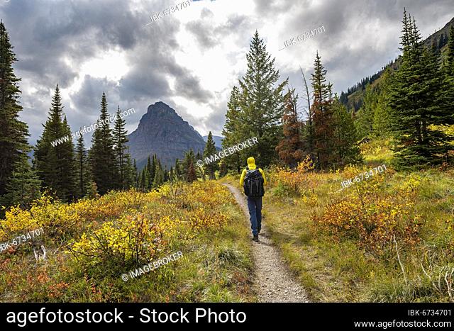 Hiker on a trail between trees and bushes in autumn colors, hiking to Upper Two Medicine Lake, Glacier National Park, Montana, USA, North America