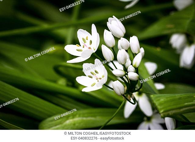 Small white delicate Allium flowers