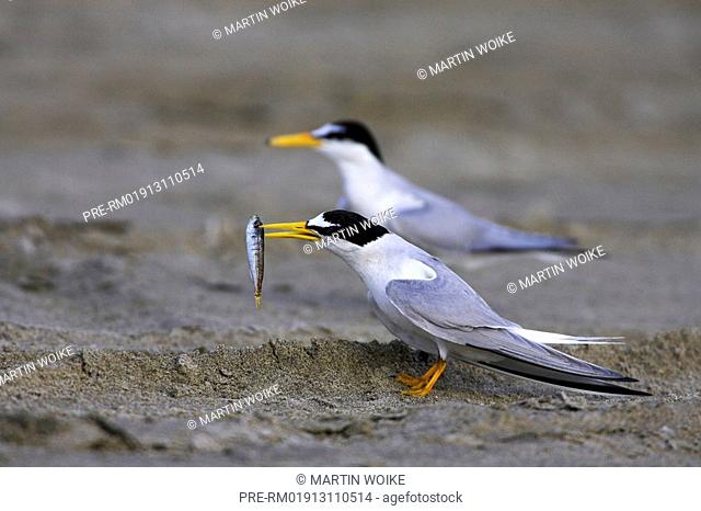 Little Tern, Common Tern, , Sterna albifrons
