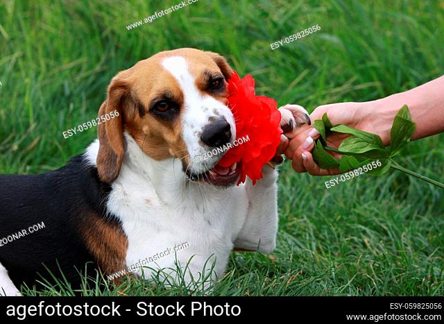 Beagle mit roter Blume