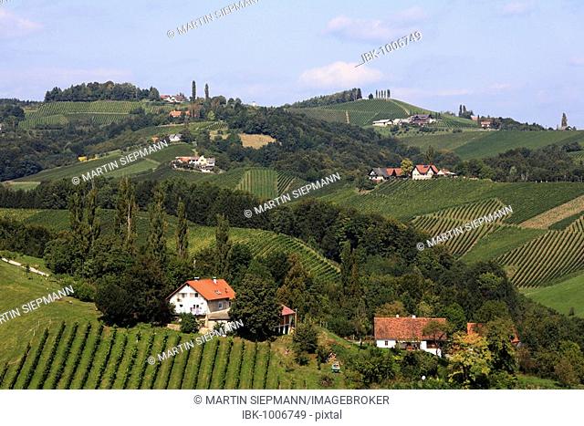 Vineyards in Langegg, Southern Styria, Austria, Europe