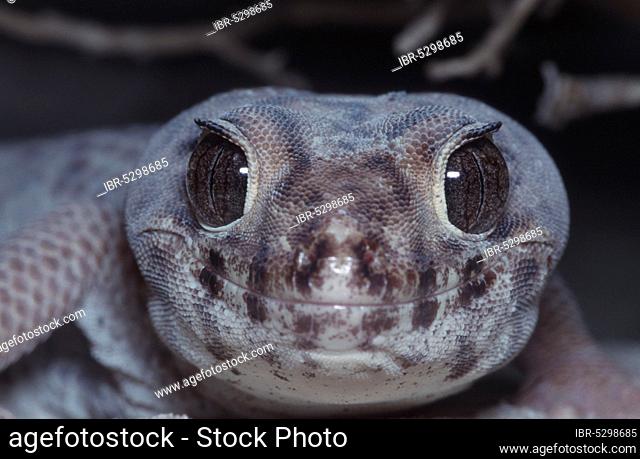 Common Skink Gecko, Frog-eyed Gecko (Teratoscincus scincus), Wonder Gecko