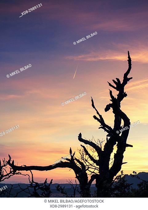 Dead tree and clouds in Berrueza valley. Tierra Estella county, Navarre, Spain, Europe