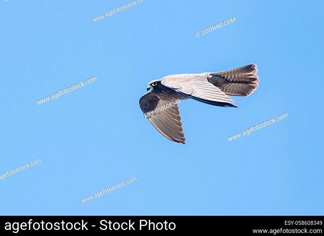 Eleonorenfalke, Falco eleonorae, Eleonoras Falcon
