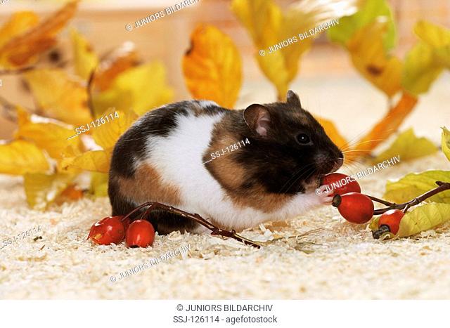 golden hamster - munching berries / Mesocricetus auratus