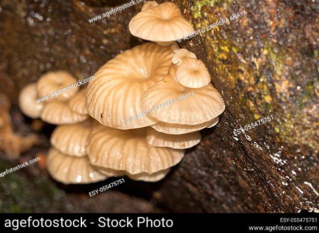 Mushroom, Sinharaja National Park Rain Forest, Sinharaja Forest Reserve, World Heritage Site, UNESCO, Biosphere Reserve, National Wilderness Area, Sri Lanka