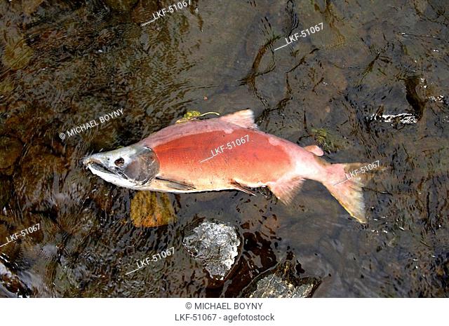Perished Salmon after spawning in Rainbow River, Kenai Halbinsel, Alaska, USA
