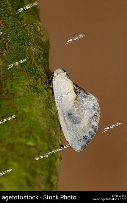 Chinese character (Cilix glaucata), Silver Moth, Drepanidae, Insects, Moths, Butterflies, Animals, Other animals, Chinese Character Moth adult, resting on twig