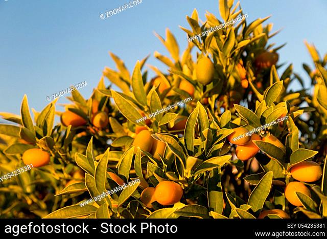 Ripe kumquats on a tree. Sunny day in Italy