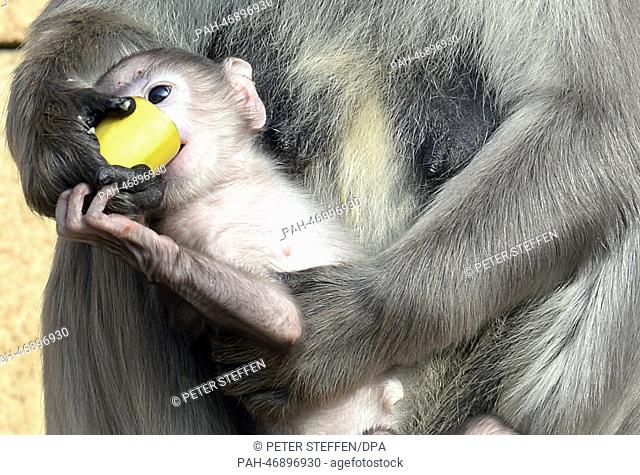 The gray langur (Semnopithecus) baby lies in the arm of mother Sariska in the Zoo in Hanover, Germany, 06 March 2014. The monkey was born in the zoo on 15...