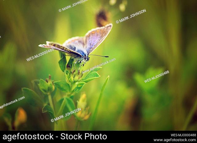 Common blue butterflie, Polyommatus icarus, sitting on a plant