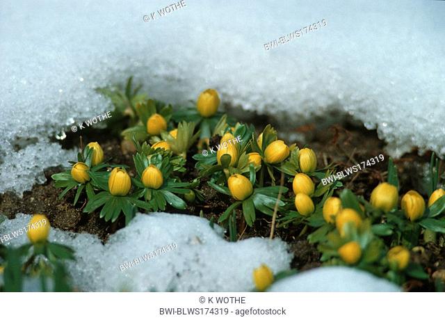 winter aconite Eranthis hyemalis, plants with flower buds breaking through a snow cover