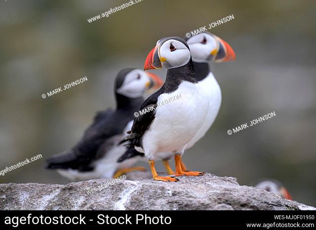 Atlantic puffins (Fratercula arctica) standing on rocky surface