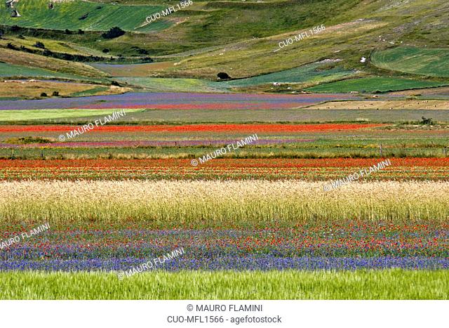 Monti Sibillini National Park, Flowering 2013, Landscape, Castelluccio di Norcia, Umbria, Italy, Europe