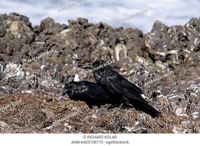 Common Raven (Corvus corax) Isla San Benitos Baja Mexico Sunday, February 25, 2007 digital capture