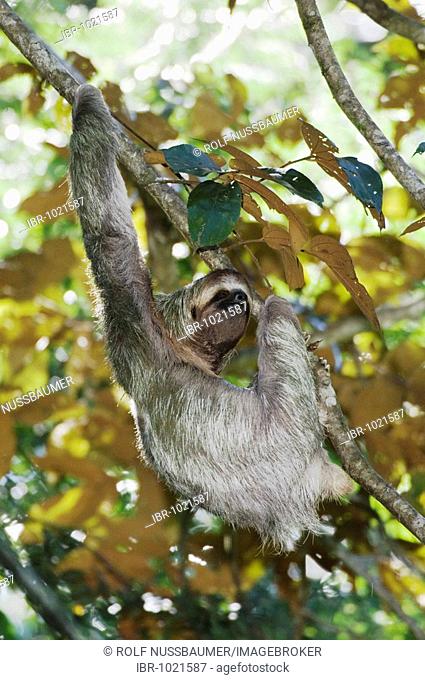 Brown-throated Three-toed Sloth (Bradypus variegatus), male climbing, Manuel Antonio National Park, Costa Rica, Central America
