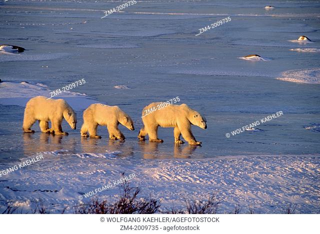 CANADA, MANITOBA, NEAR CHURCHILL, POLAR BEAR MOTHER WITH CUBS (ABOUT TWO YEARS OLD)