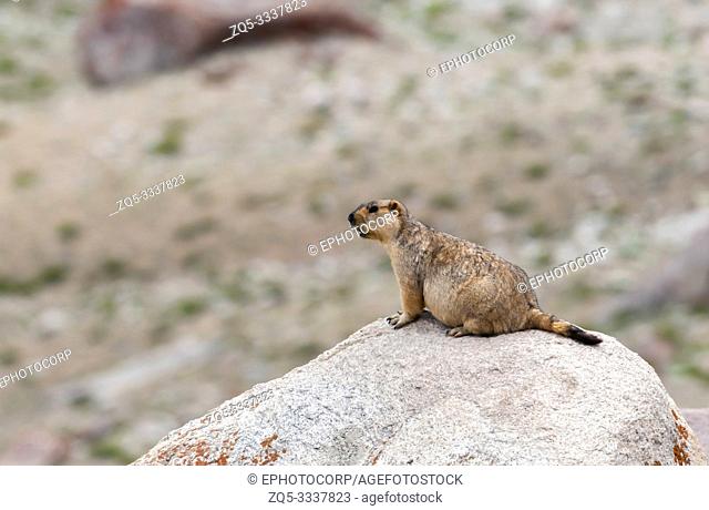 Marmot large squirrel, Ladakh, India