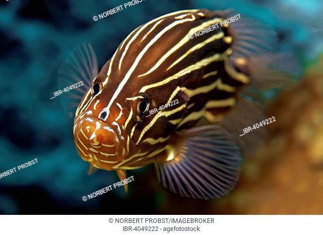 Goldenstriped soapfish (Grammistes sexlineatus), Great Barrier Reef, Pacific, Australia