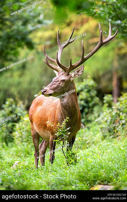 Strong red deer, cervus elaphus, stag looking aside from front view in summer forest. Vertical portrait of majestic wild animal with big antlers on a glade with...