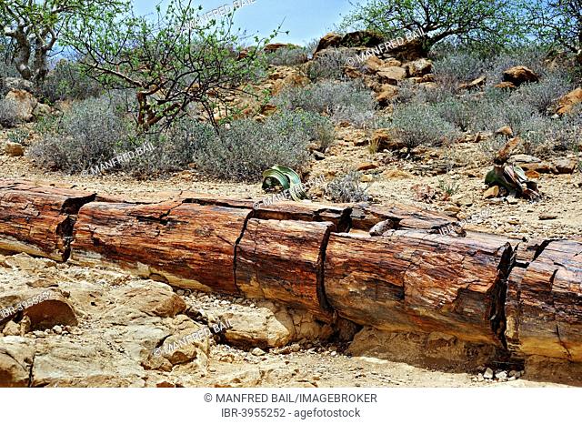 Petrified tree trunk about 260 million years old and Welwitschia (Welwitschia mirabilis), Petrified Forest, at Twyfelfontein, Namibia