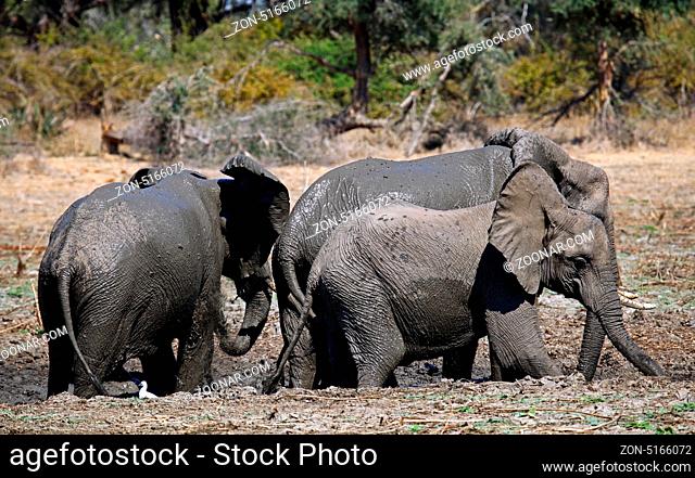 Elefanten im Lower Zambezi Nationalpark, Sambia; Loxodonta africana; elephants at Lower Zambezi National Park, Zambia