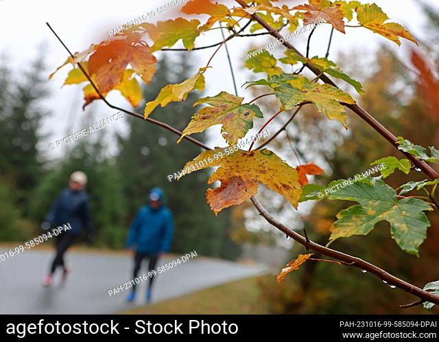16 October 2023, Saxony-Anhalt, Schierke: Hikers walk in the rain on the Brocken road to the Brocken. Autumnally colored deciduous trees stand along the path