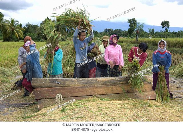 Women banging rice plants against a board to free the rice, Lombok Island, Lesser Sunda Islands, Indonesia, Asia