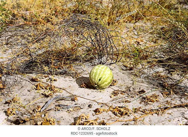 Tsamma, Central Kalahari Game Reserve, Botswana, (Citrullus lanatus)