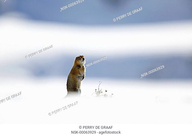 Arctic Ground Squirrel (Spermophilus parryii) in the snow, United States, Alaska, Denali National Park and Preserve