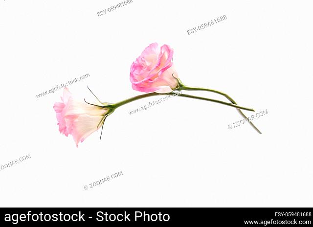 Two flowers of pink eustoma on a clean white background